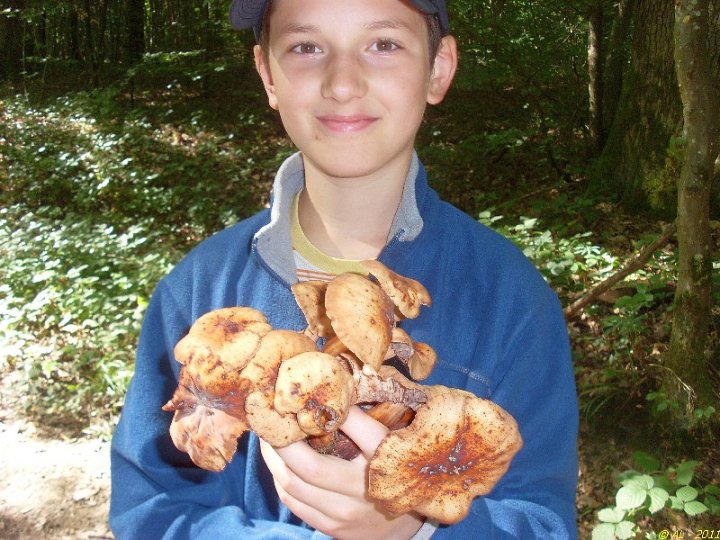 2011 07  Myco bois des Plainvaux 05